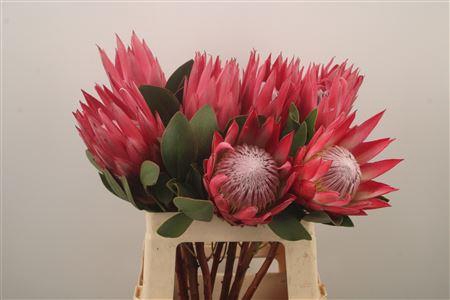 <h4>Protea Cy Madiba</h4>