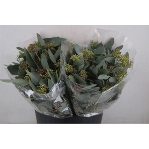 Euca Populus Berry Short 150gr P Bunch