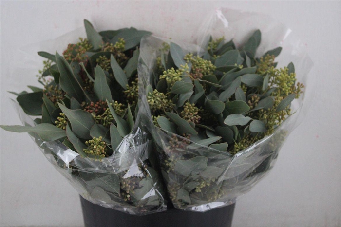 <h4>Euca Populus Berry Short 150gr P Bunch</h4>