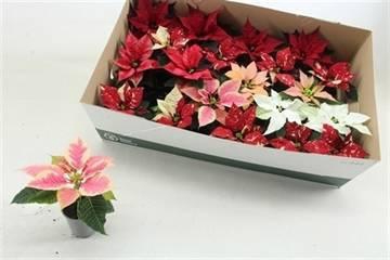 <h4>EUPHOR P GEM</h4>