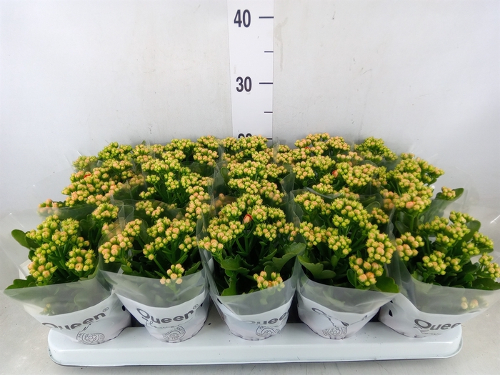 <h4>Kalanchoe  'MoreFlow Lausanne'</h4>