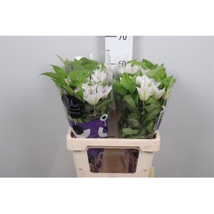 Clem Amazing Vienna (op Kleur!)