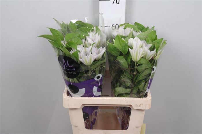 <h4>Clem Amazing Vienna</h4>