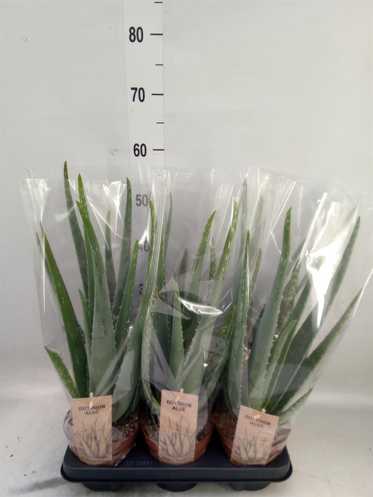 <h4>Aloe vera</h4>