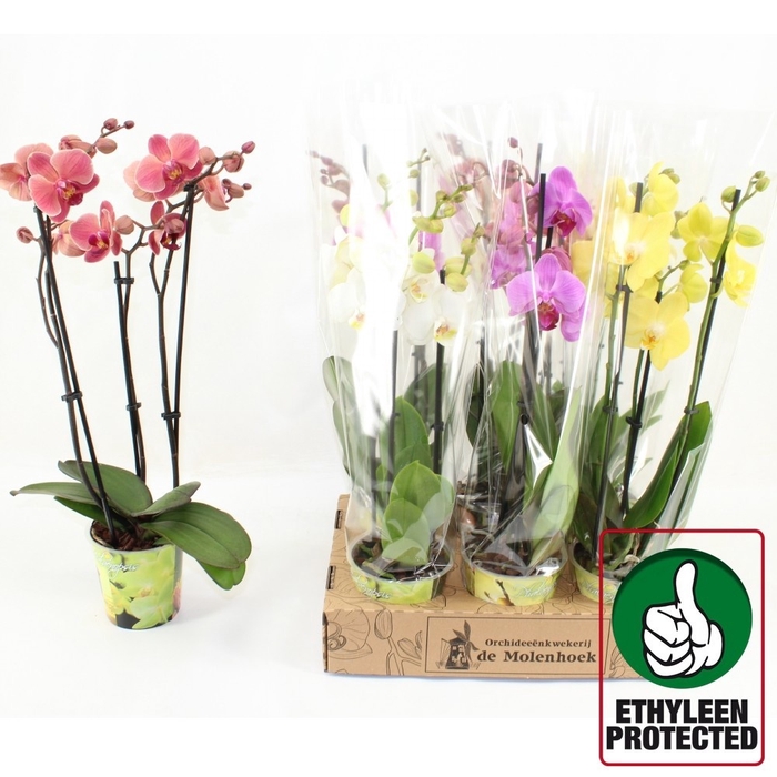 <h4>PHAL GEM 4 KL</h4>