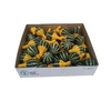 Sier Cuc P Pear Bicolor X50