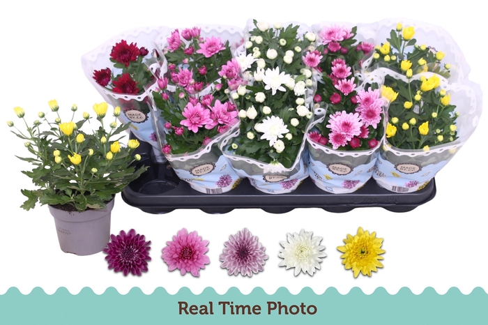 <h4>CHRYS GEVULDBL GEM</h4>