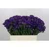 Limonium Navy Sun Birds