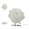 Rosa Premium Tundra