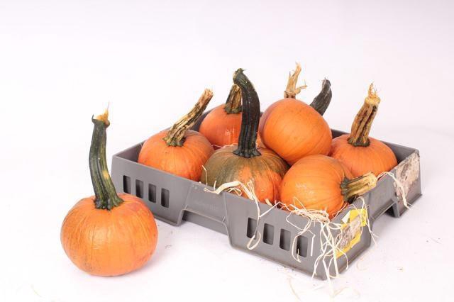 <h4>CUC HALLOWEEN</h4>