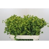 Bupleurum Griffithii