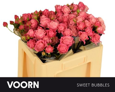 <h4>Rozen R Tr Sweet Bubbles</h4>