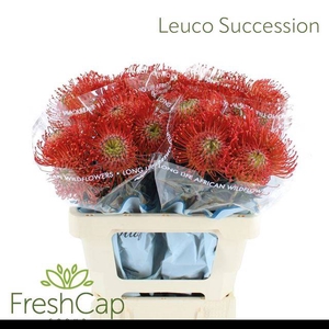 LEUCO CO SUCCESSION