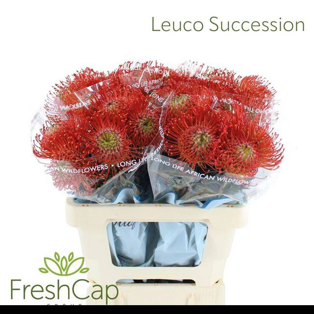 <h4>LEUCO CO SUCCESSION</h4>