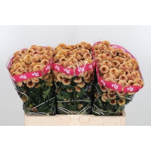 Chr San Aaa Doria Sa