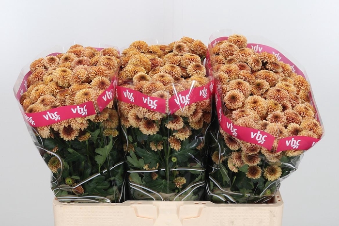 <h4>Chr San Aaa Doria Sa</h4>