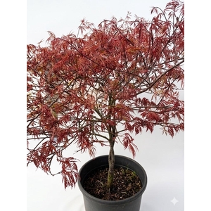 Acer Pa Garnet