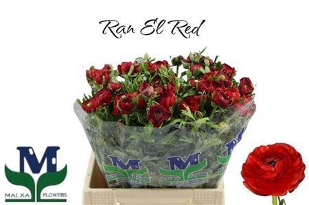 <h4>Ran Elegance Red</h4>