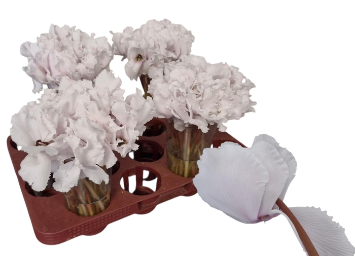 <h4>CYCL PER BLOEM OV</h4>