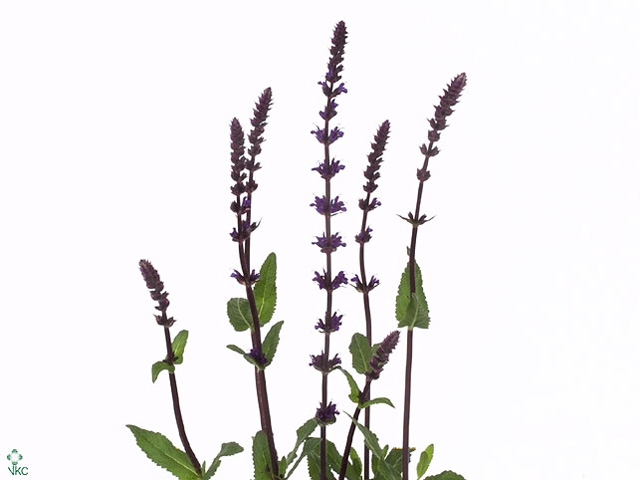 SALVIA NEM CARADONNA