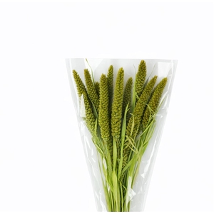 Dried Setaria Italica Light Green Bunch