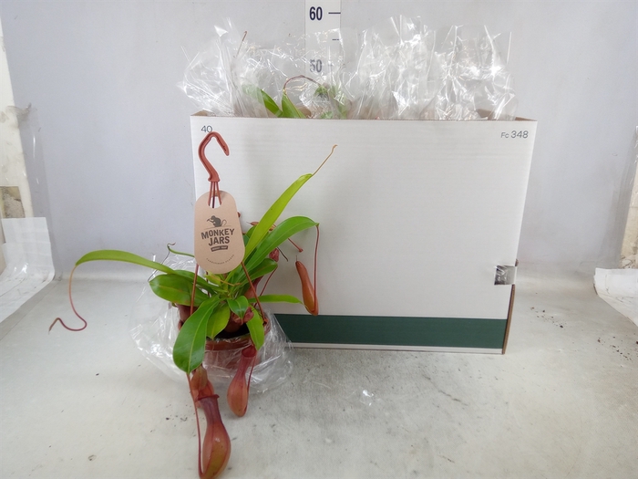 <h4>Nepenthes alata</h4>