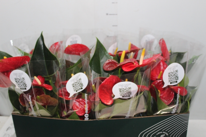 <h4>ANTHURIUM RED SUCCESS P15</h4>