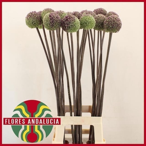 ALLIUM SUMMER DRUMME