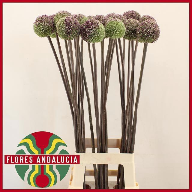 <h4>ALLIUM SUMMER DRUMME</h4>