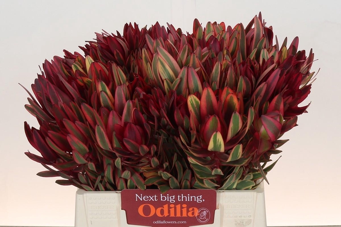 Leucadendron Jester