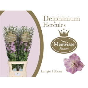 Delphinium Hercules