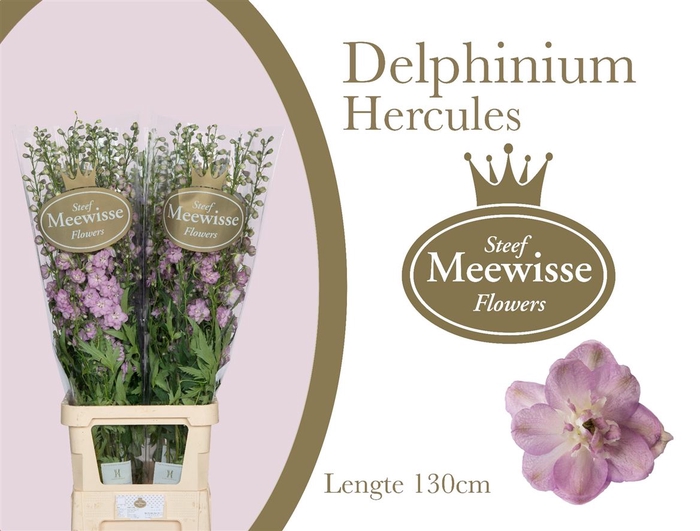 Delphinium Hercules