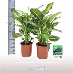 Dieffenbachia  Mars