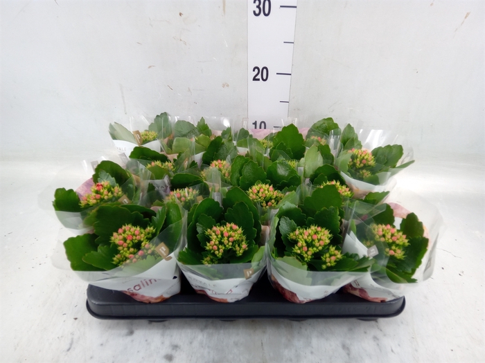 <h4>Kalanchoe blos. 'RosDon Justino'</h4>