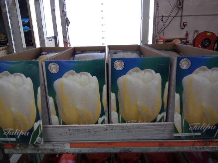 <h4>Tulipa   ...flowerbulbs</h4>