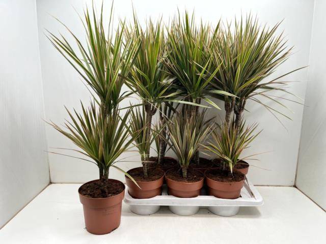 <h4>DRA MARG BICOLOR</h4>