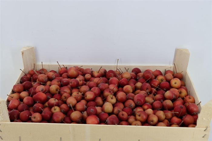 <h4>Sier Malusappel Red 5 Kg P Box</h4>