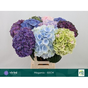 Hydr Megamix 60 cm Vicini