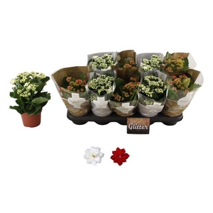 KALAN CALAN XMAS MIX GLITTER P12