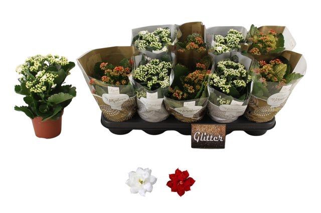 <h4>KALAN CALAN XMAS MIX GLITTER P12</h4>