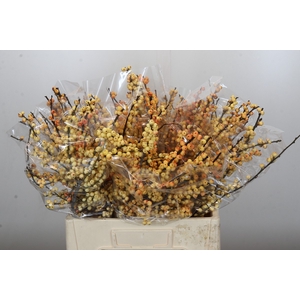 Ilex Cresgold