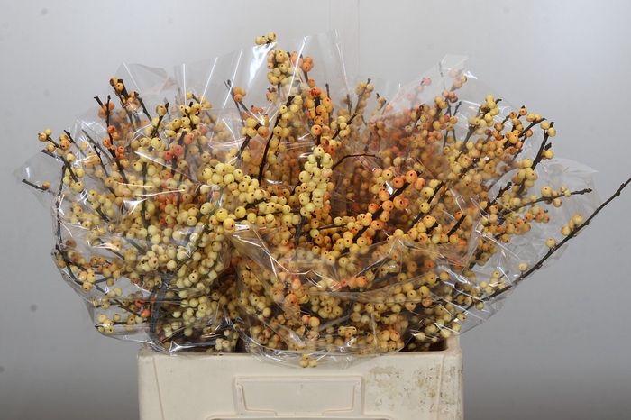 <h4>Ilex Cresgold</h4>