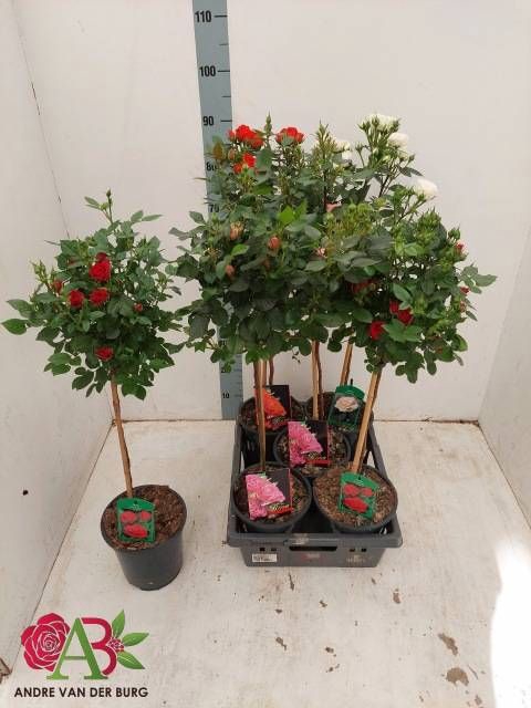 <h4>ROSA ST OV</h4>