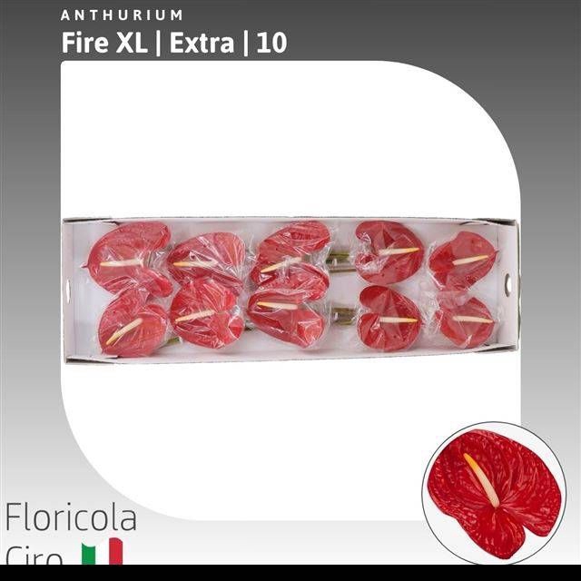 <h4>ANTH A FIRE XL</h4>
