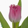 TULIPA FR 'KATIE MELUA'