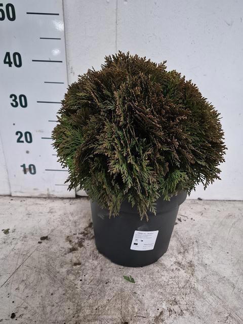 <h4>THUJA O DANICA</h4>