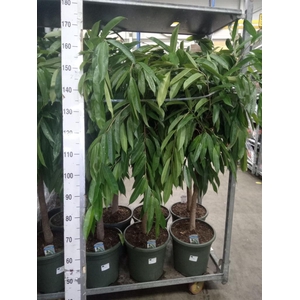 Ficus binn. 'Amstel King'