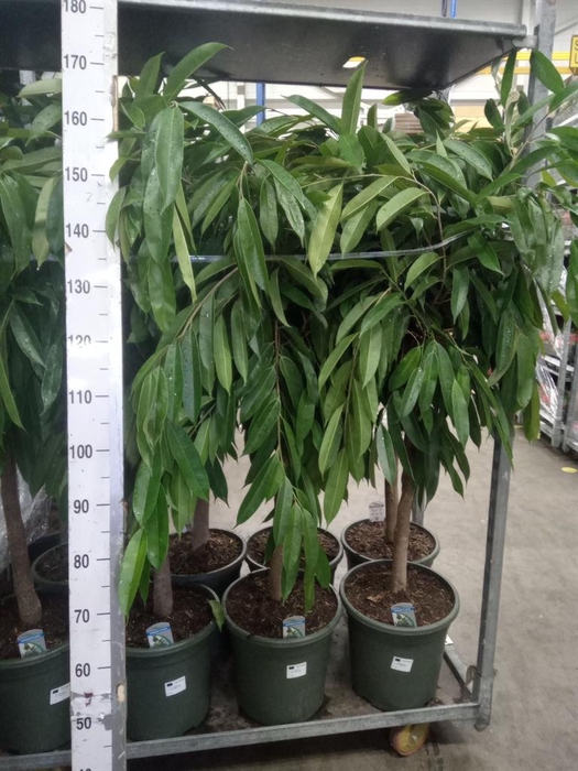 <h4>Ficus binn. 'Amstel King'</h4>