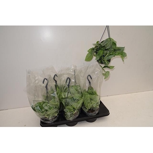 SCIND PICT SILVE ANN