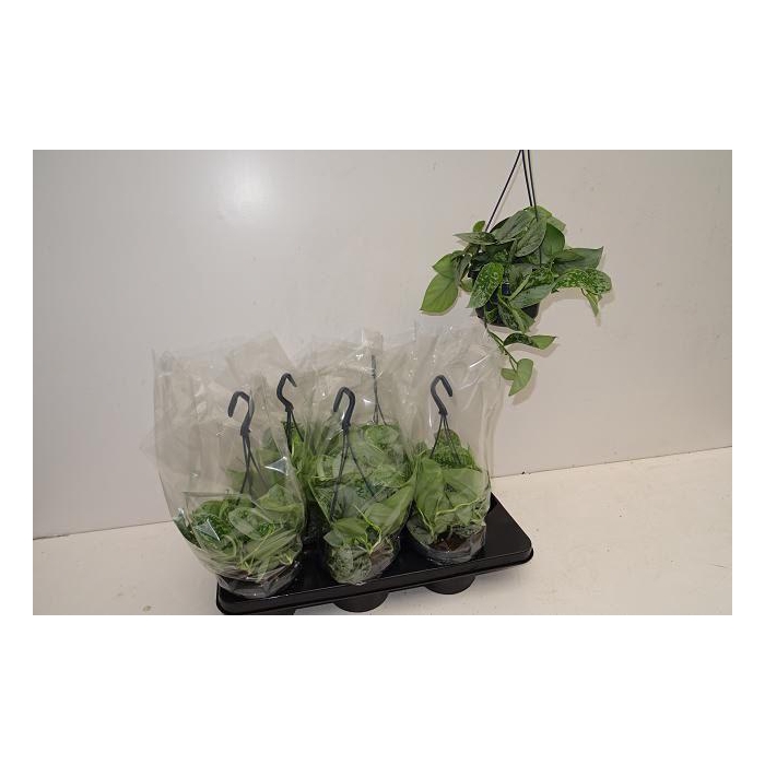 <h4>SCIND PICT SILVE ANN</h4>